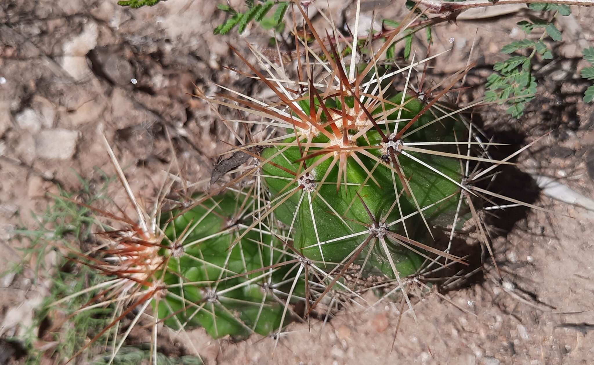 Echinocereus cinerascens